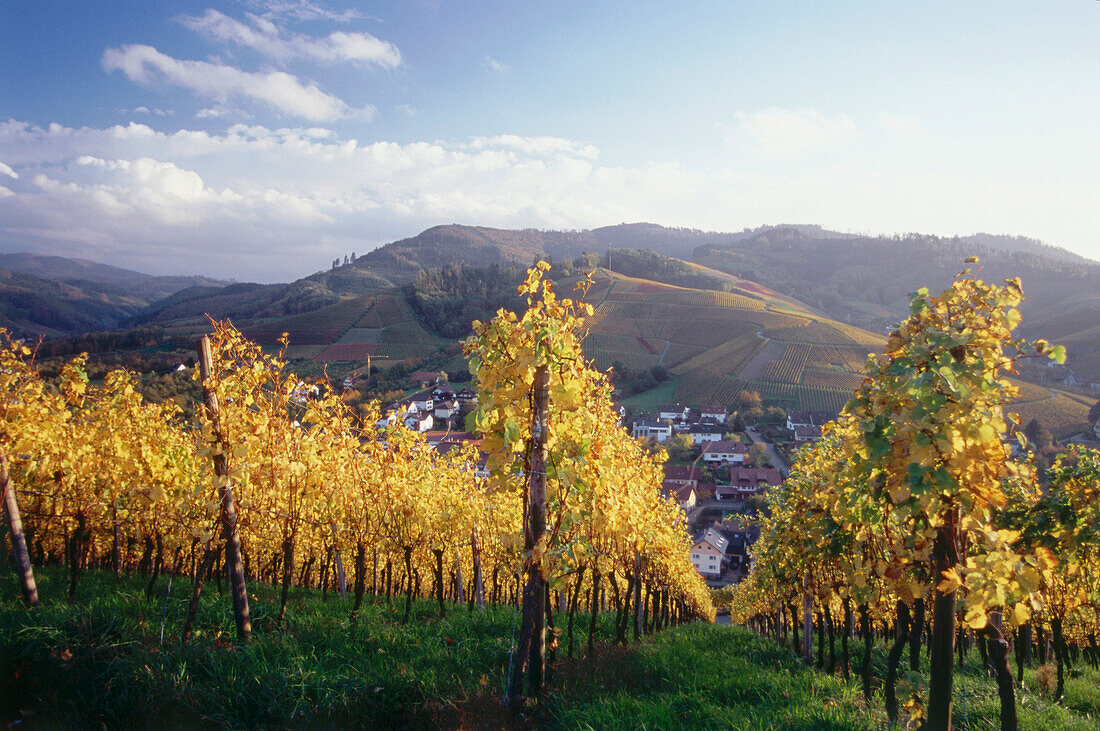 Vineyard in autumn near Durbach, Baden-Württemberg, Germany