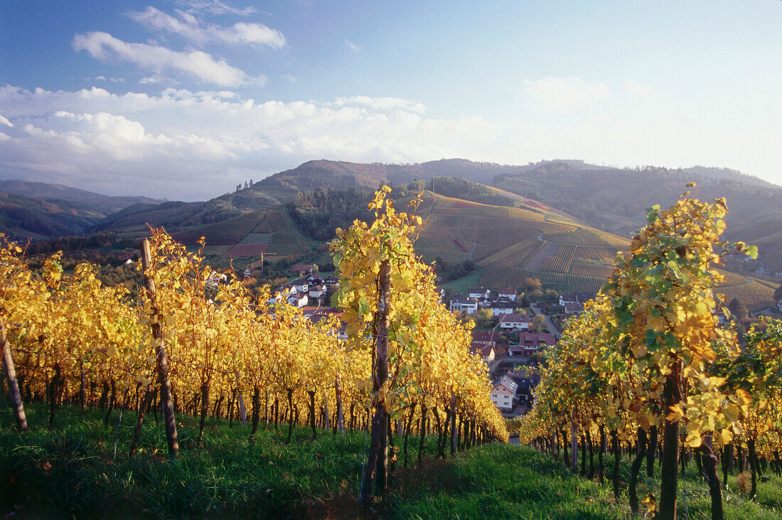 Weinberg im Herbst bei Durbach, Baden-Württemberg, Deutschland