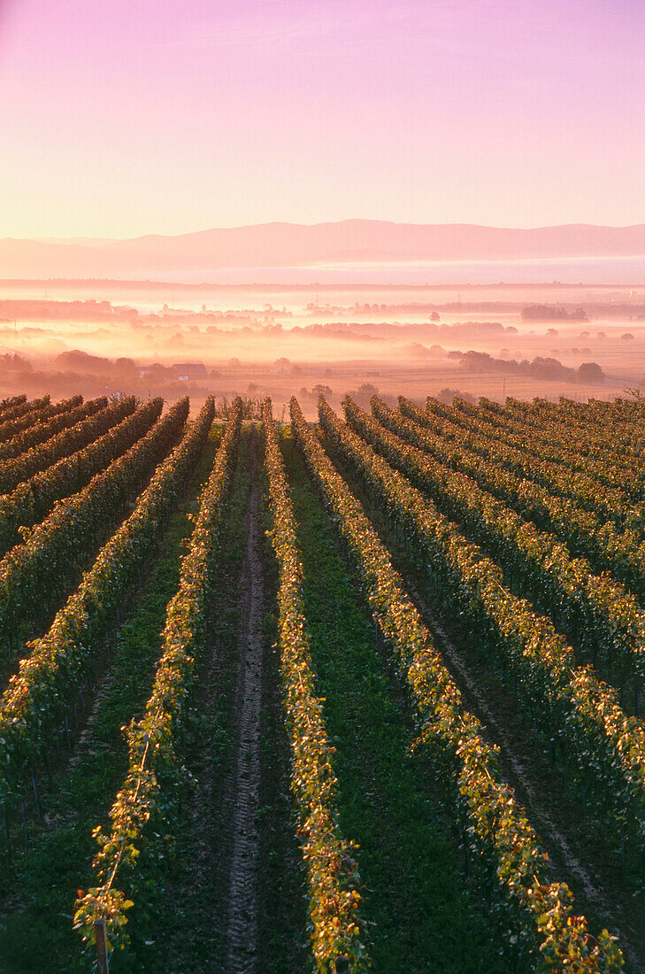 Weinberg beim Sonnenaufgang bei Ihringen, Baden-Württemberg, Deutschland