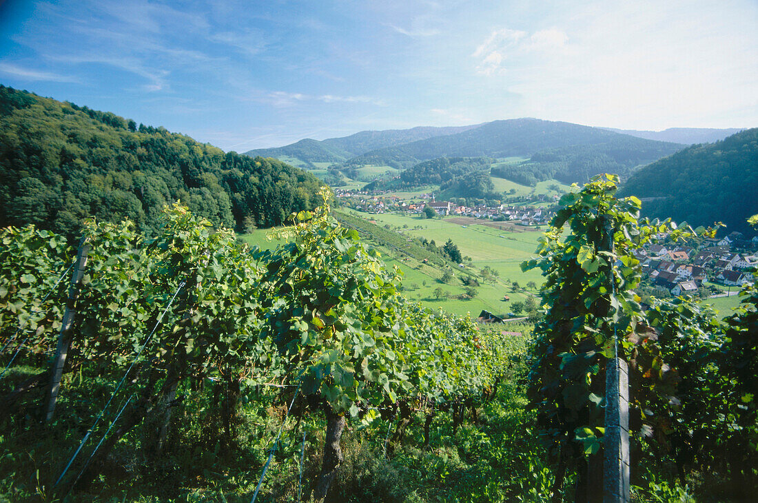 Vineyard Eichberg, Glottertal, Baden-Wurttemberg, Germany