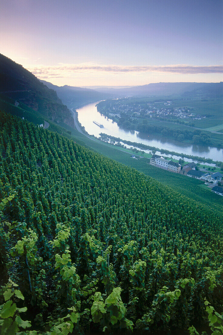 Vineyard Urziger Wurzgarten, Urzig, Mosel-Saar-Ruwer, Rhineland-Palatinate, Germany