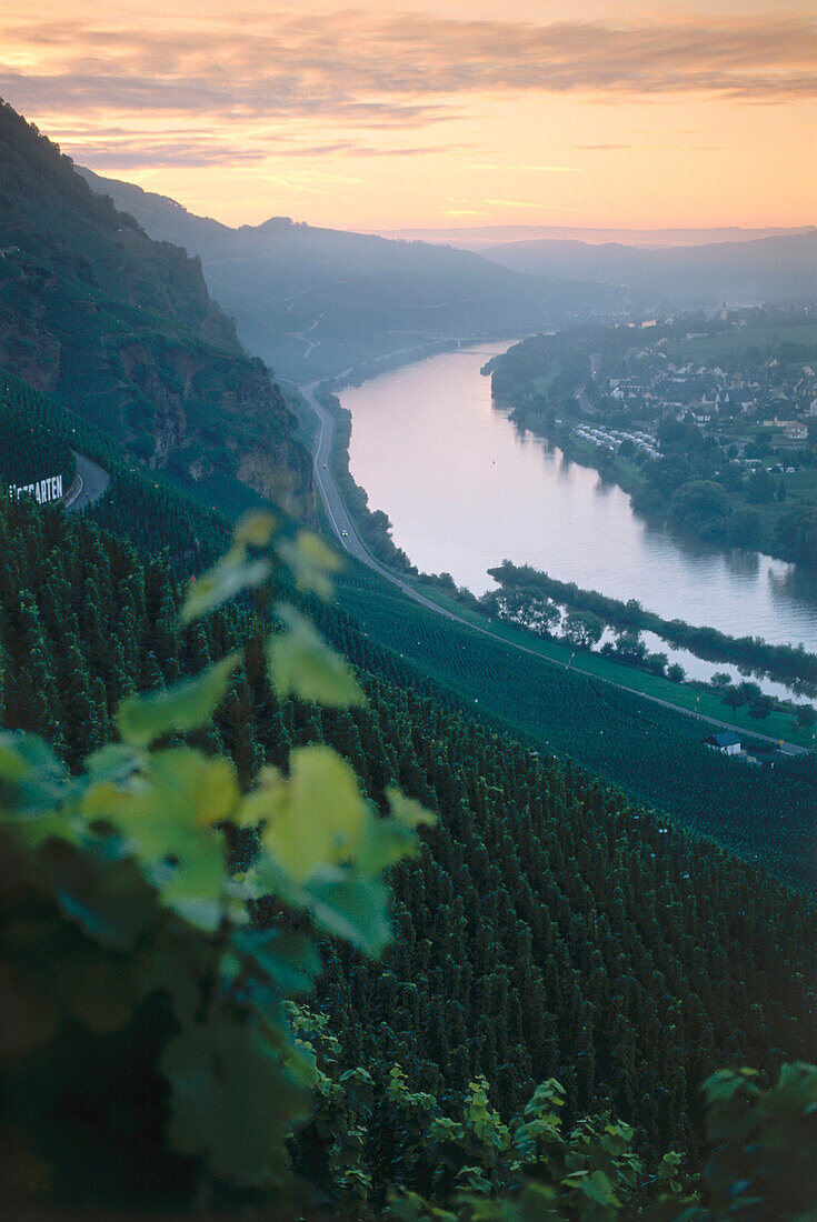 Weinberg Würzgarten, Ürzig, Rheinland-Pfalz, Deutschland