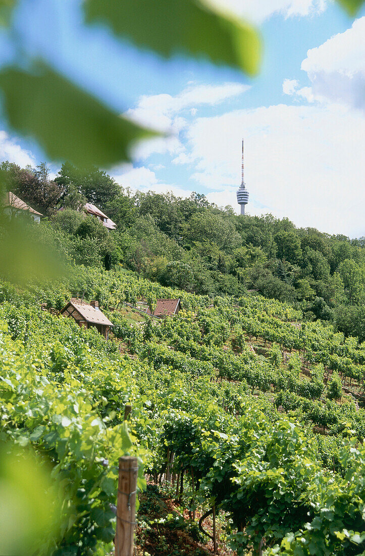 Vineyards at Weinsteige, Stuttgart, Baden-Wurttemberg, Germany