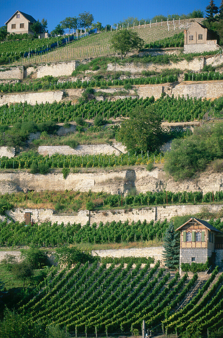 Vineyard Edelacker, Freyburg, Saxony-Anhalt, Germany