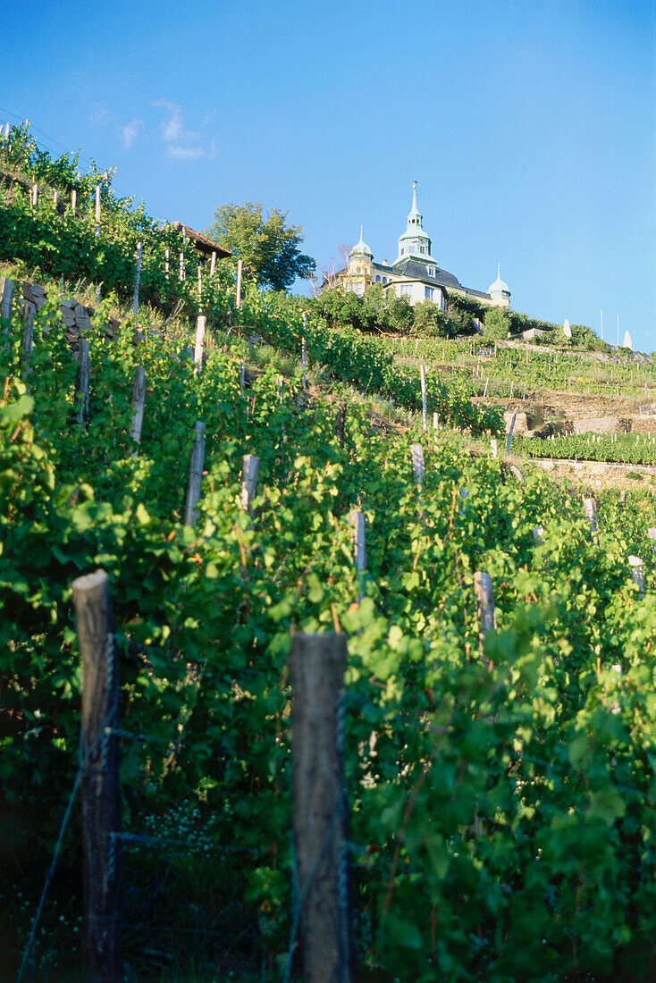 Vineyard Radebeuler Goldener Wagen with Spitzhaus in background, Radebeul, Saxony, Germany