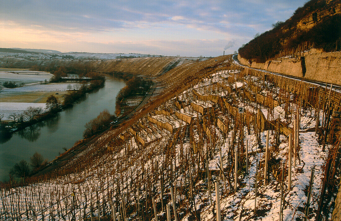 Vineyard Hessigheimer Felsengärten in winter, Hessigheim, Baden-Wurttemberg, Germany