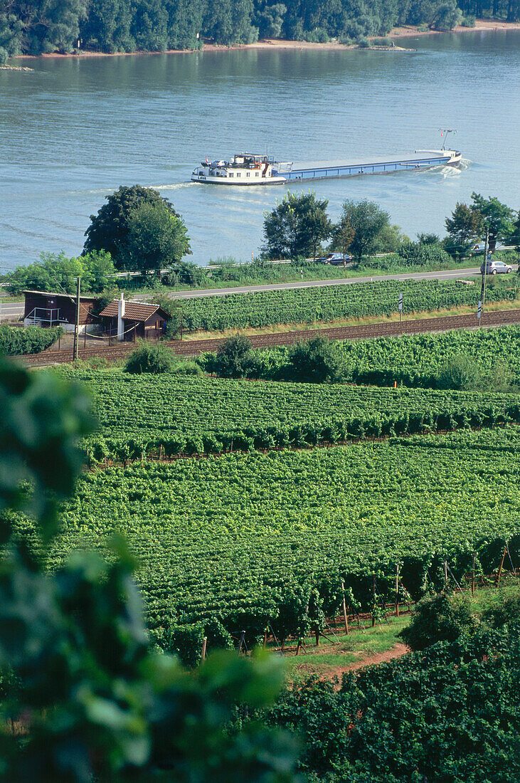 View over vineyard to ship on river Rhine, Nierstein, Rhenish Hesse, Rhineland-Palatinate, Germany
