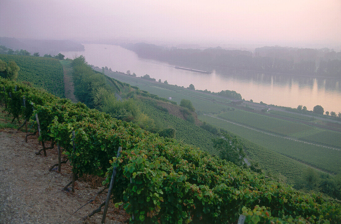 Vineyard Hipping, Nierstein, Rhenish Hesse, Rhineland-Palatinate, Germany