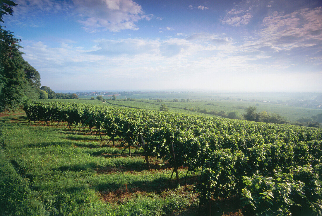 Weinberg Forster Ungeheuer, Forst, Pfalz, Rheinland-Pfalz, Deutschland