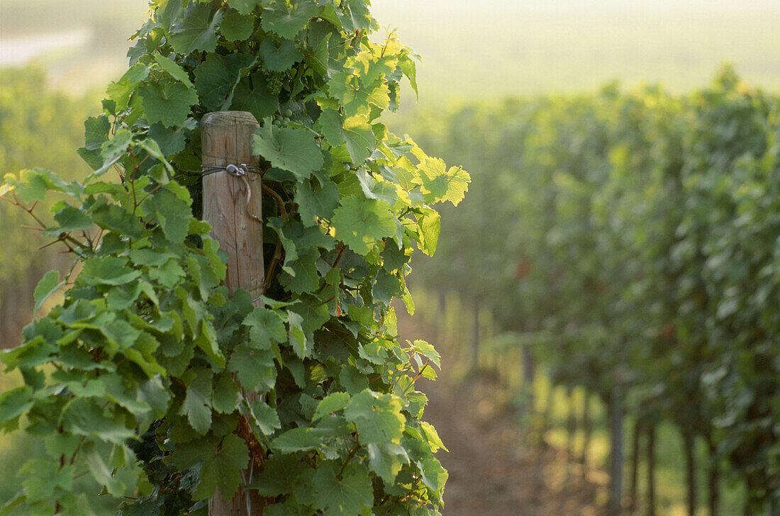 Grape-vine, Forst, Palatinate, Rhineland-Palatinate, Germany