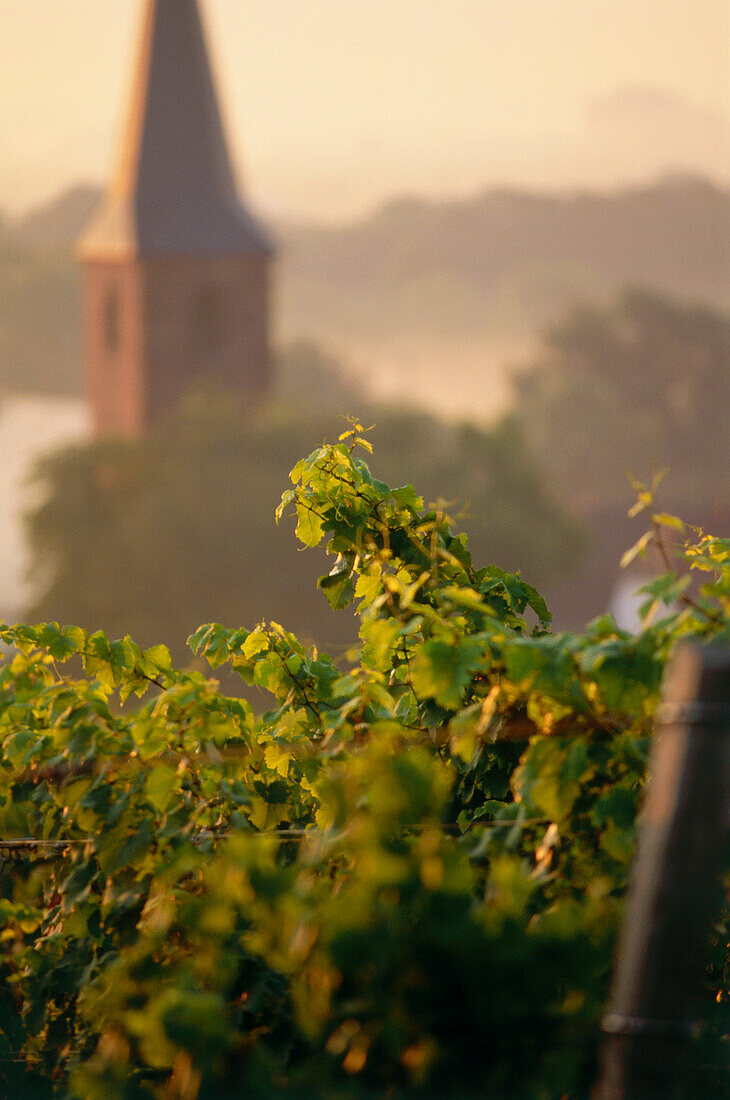 Vineyard with church Saint Margaret in background, Forst, Palatinate, Rhineland-Palatinate, Germany