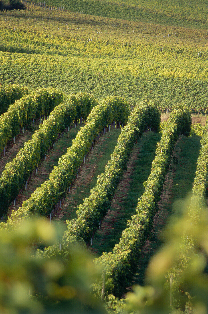 Vineyard Kirchspiel, Westhofen, Rhenish Hesse, Germany