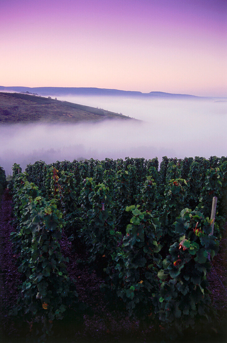 Dawn over vineyard, Kanzem, Saar River, Rhineland-Palatinate, Germany