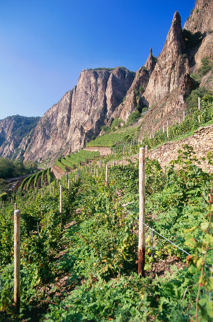 View over vineyard to Rotenfels with Bastion, Traisen, Rhineland-Palatinate, Germany