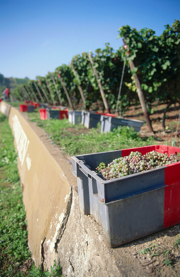 Weinernte, Burg Layen, Rümmelsheim, Rheinland-Pfalz, Deutschland