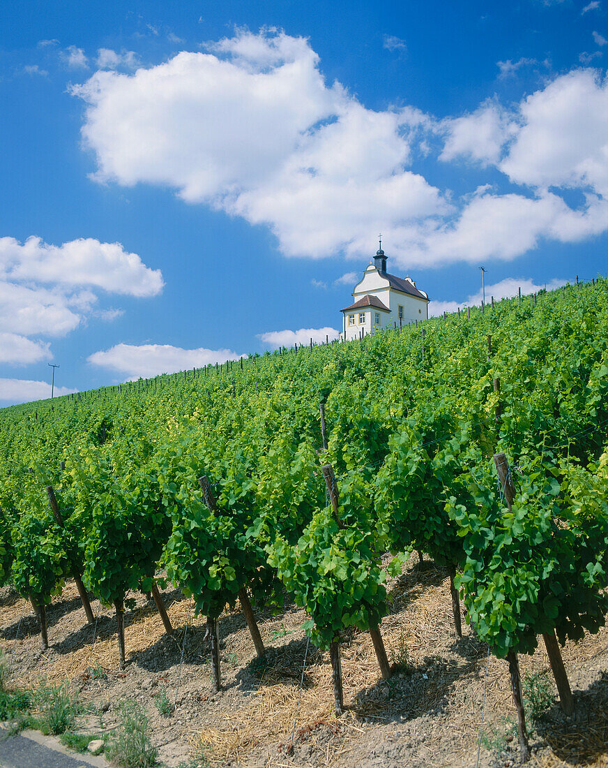 Chapel at vineyard Frickenhausener Kapellenberg, Frickenhausen, Franconia, Bavaria, Germany