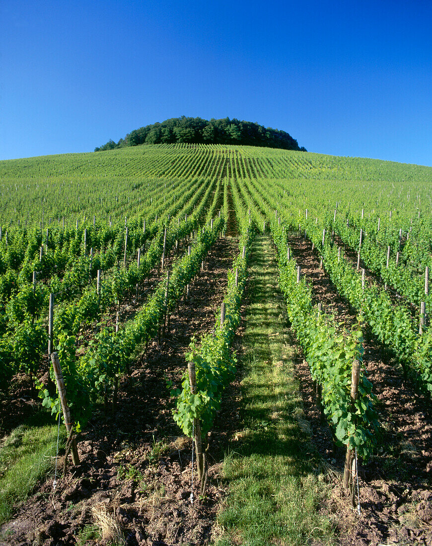 Vineyard Kleinbottwarer Lichtenberg, Oberstenfeld, Baden Wurttemberg, Germany