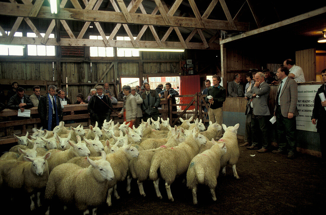 Schafe werden auf Auktion verkauft, Sutherland, Schottisches Hochland, Highlands, Schottland, Grossbritannien