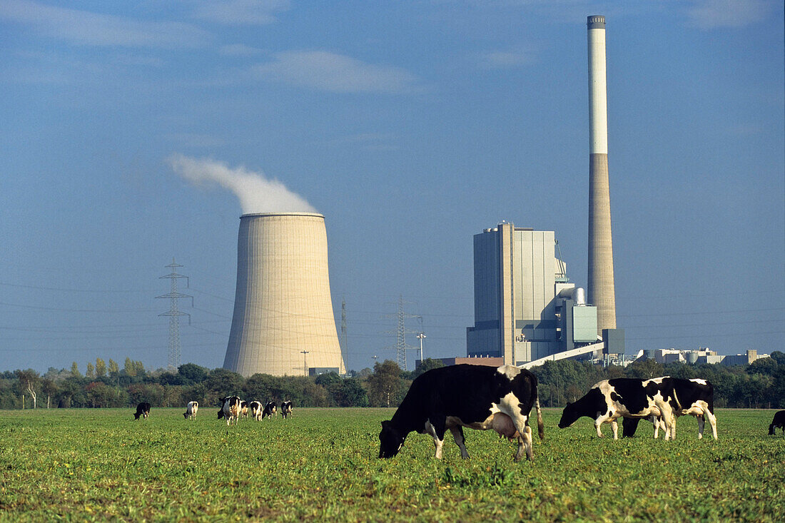 stone coal power plant, Cows graze on meadows, Bergkamen, North Rhine-Westphalia, Germany