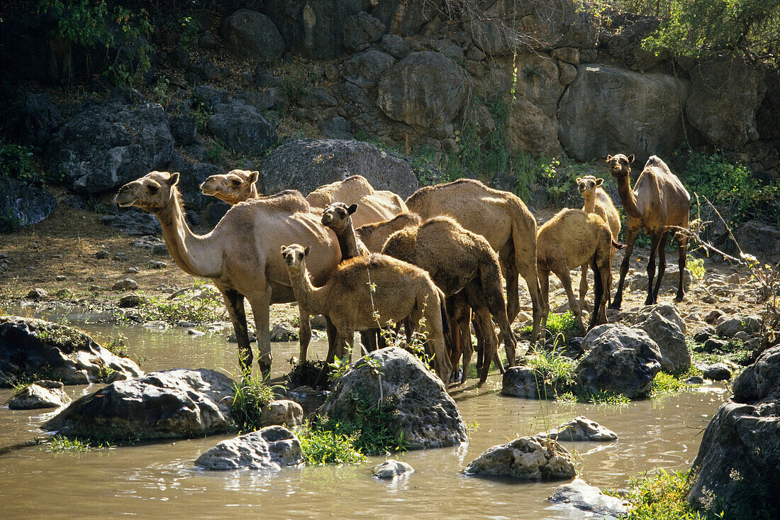 dromedaries at waterhole, Camelus dromedarius; Wadi Ain Tembrok, Oman
