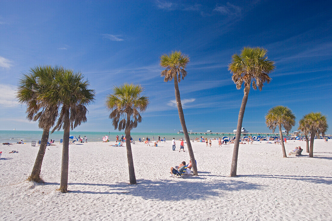 Palmen am Clearwater Beach unter blauem Himmel, Tampa Bay, Florida, USA