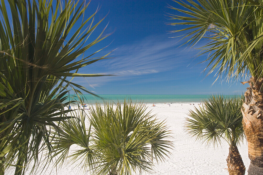 Palmen am Clearwater Beach unter blauem Himmel, Tampa Bay, Florida, USA