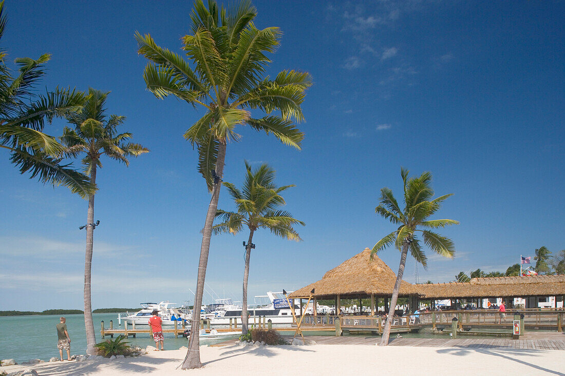 Palmen vor dem Holiday Isle Resort unter blauem Himmel, Islamorada, Florida Keys, Florida, USA