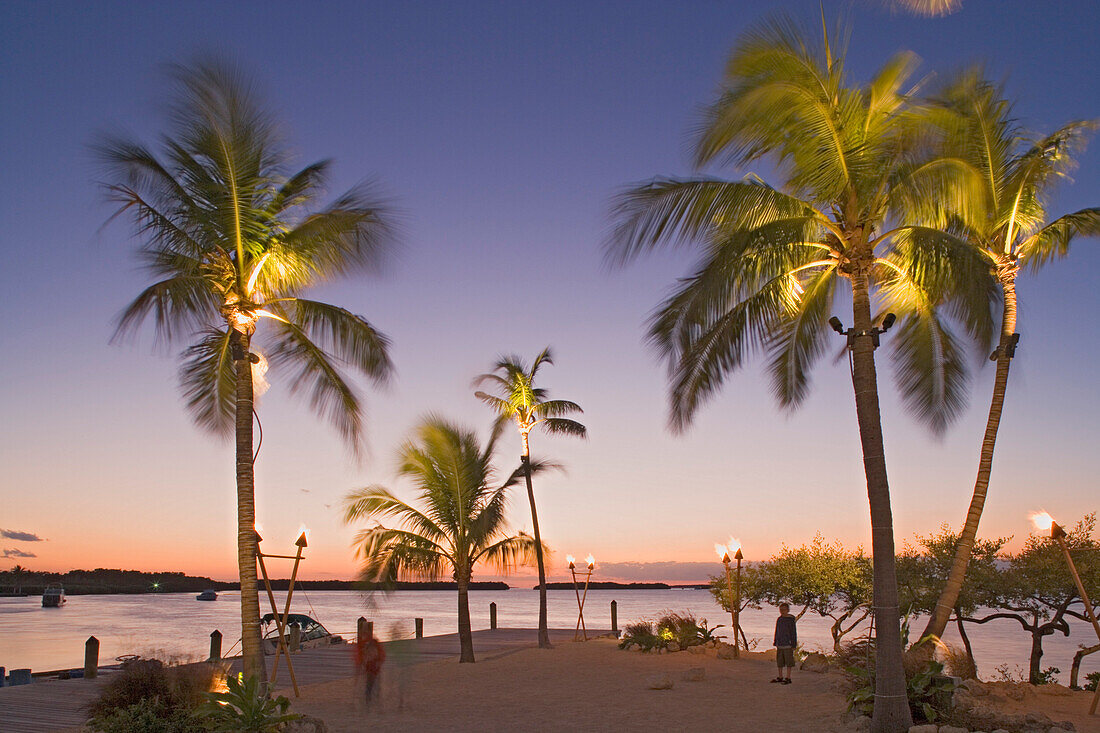 Palm trees at the beach of the Holiday Isle Resort in the evening, Islamorada, Florida Keys, Florida, USA