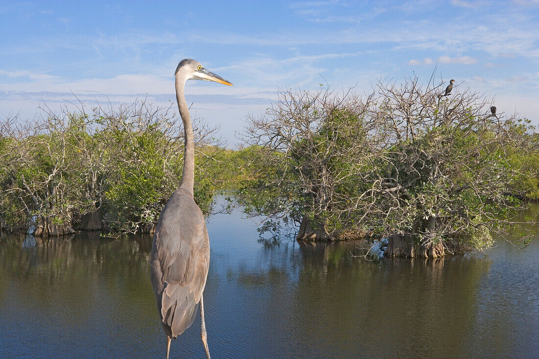 Great Blue heron standing in a swamp at Anhinga Trail, Everglades, Florida, USA
