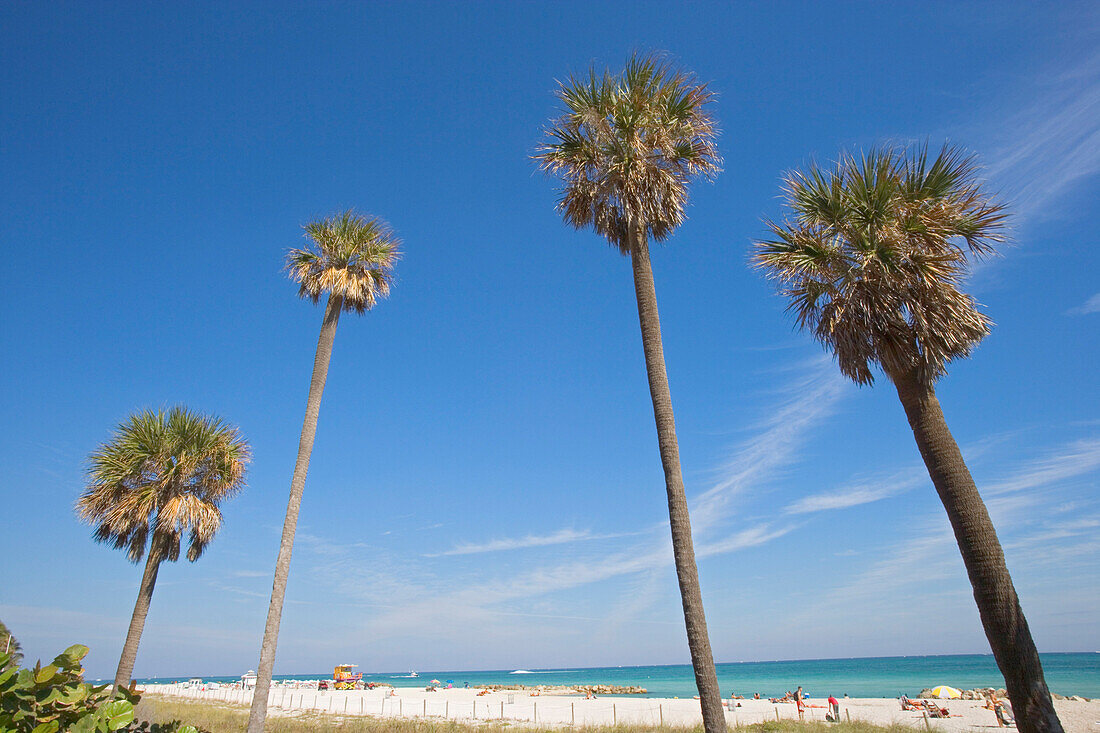 Palmen unter blauem Himmel am Strand, Boardwalk District, Miami Beach, Florida, USA