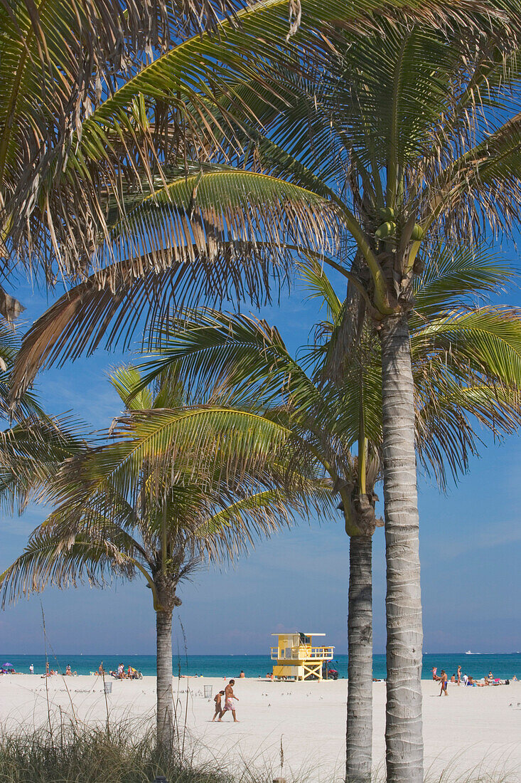 Palmen und Menschen am Strand am Boardwalk District, Miami Beach, Florida, USA