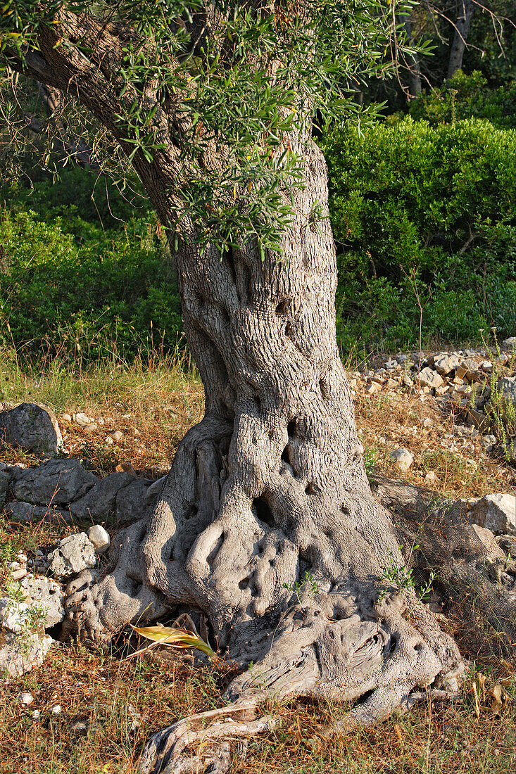 Stamm eines Olivenbaums, Ionische Inseln Griechenland