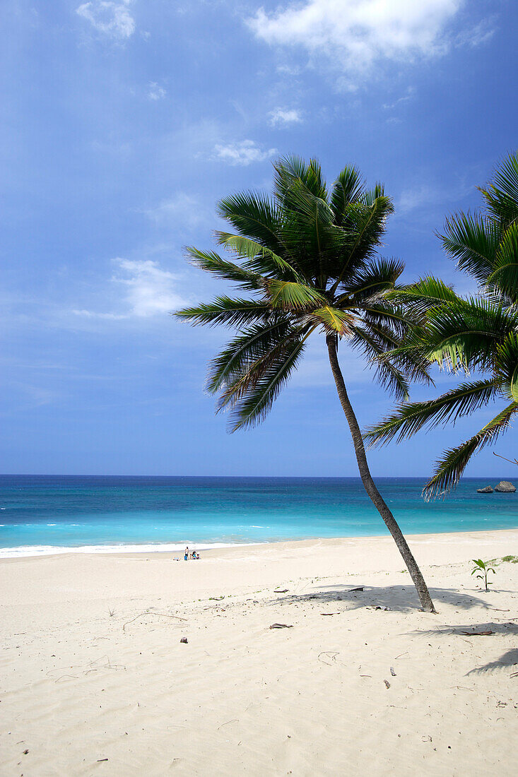 Palmen am menschenleeren Strand im Sonnenlicht, Aguadilla, Puerto Rico, Karibik, Amerika