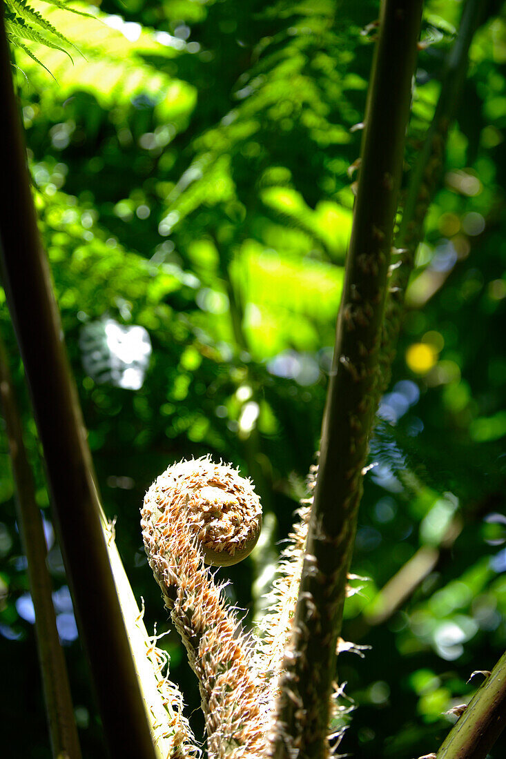 Farnpflanze im Sonnenlicht im El Yunque Nationalpark, Cordillera Central, Puerto Rico, Karibik, Amerika