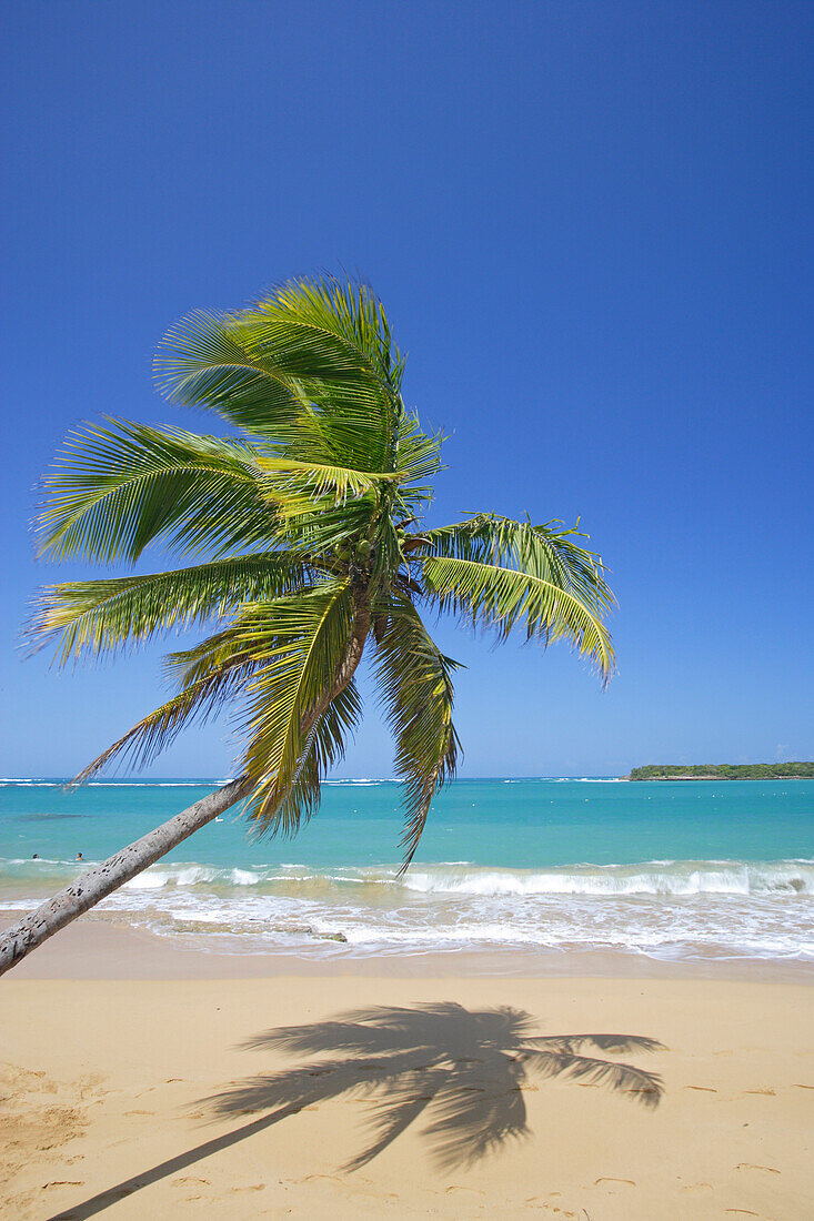 Palm tree at Tres Palmitas beach under blue sky, Puerto Rico, Carribean, America