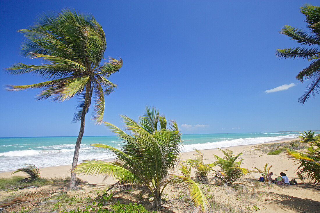 Palm trees at Tres Palmitas beach under blue sky, Puerto Rico, Carribean, America