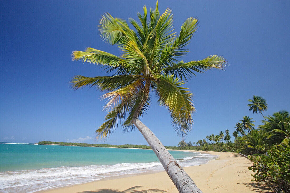 Palmen am Tres Palmitas Strand unter blauem Himmel, Puerto Rico, Karibik, Amerika