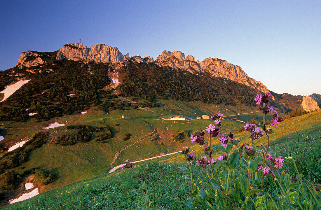 Steinlingalm mit Kampenwand in Morgenlicht, Lichtnelken im Vordergrund, Chiemgauer Alpen, Chiemgau, Bayern, Deutschland