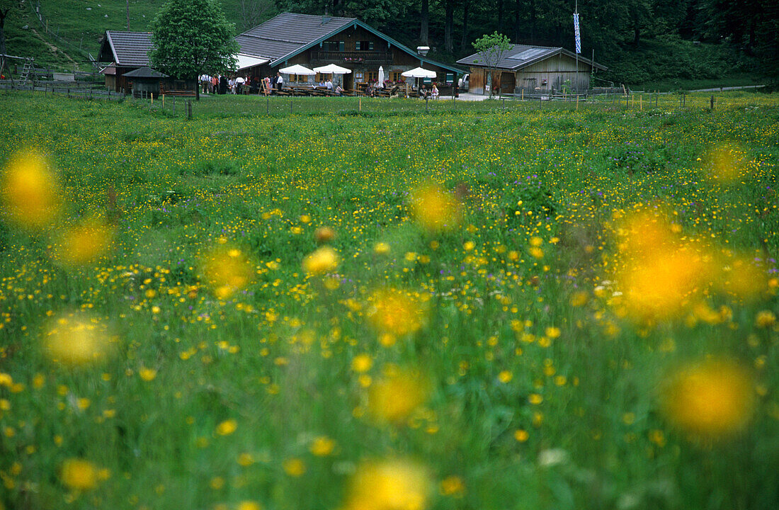 Blick über Blumenwiese auf Doaglalm, Hochries, Chiemgauer Alpen, Chiemgau, Bayern, Deutschland