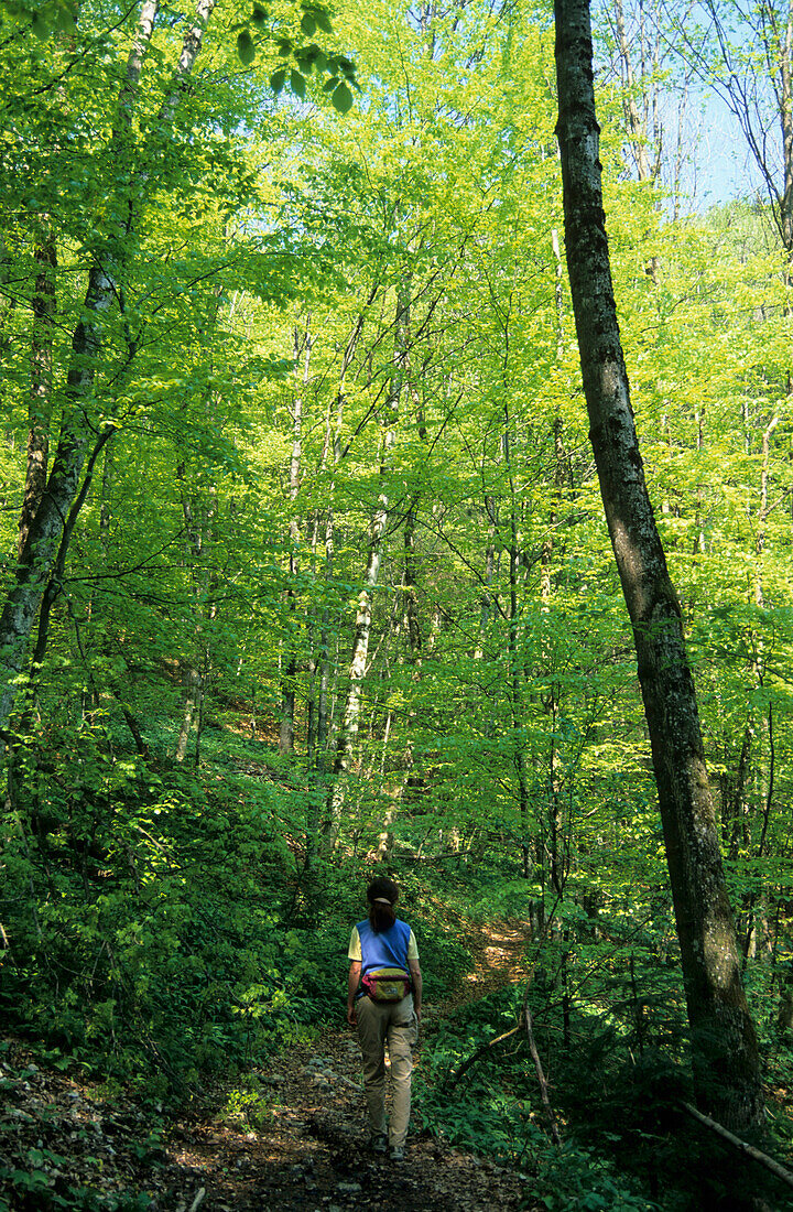 Woman hiking in deciduous forest, Chiemgau Alps, Chiemgau, Bavaria, Germany