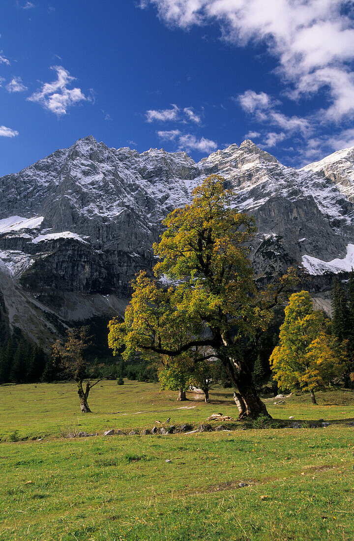 Herbstliche Ahornbäume, verschneite Rauhkarlspitze und Kaltwasserkarspitze im Hintergrund, Kleiner Ahornboden, Karwendel, Tirol, Österreich
