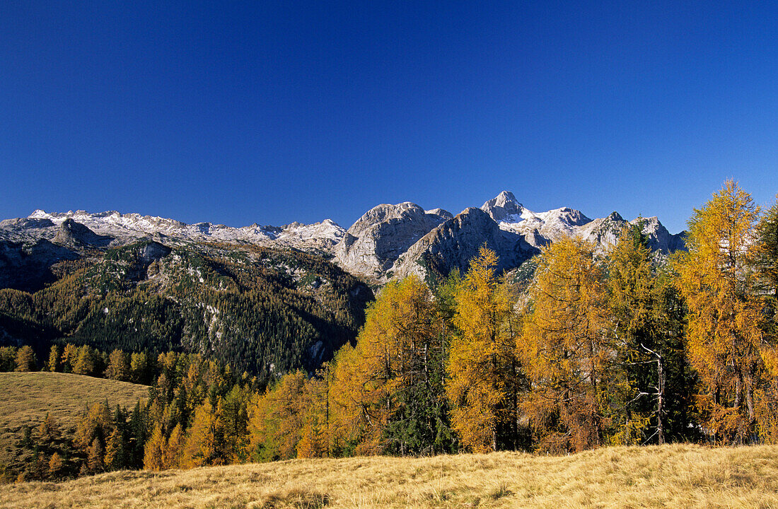 larches in autumn colours, Steinernes Meer range in background, alpine pasture Gotzenalm, Berchtesgaden range, Berchtesgaden, Upper Bavaria, Bavaria, Germany