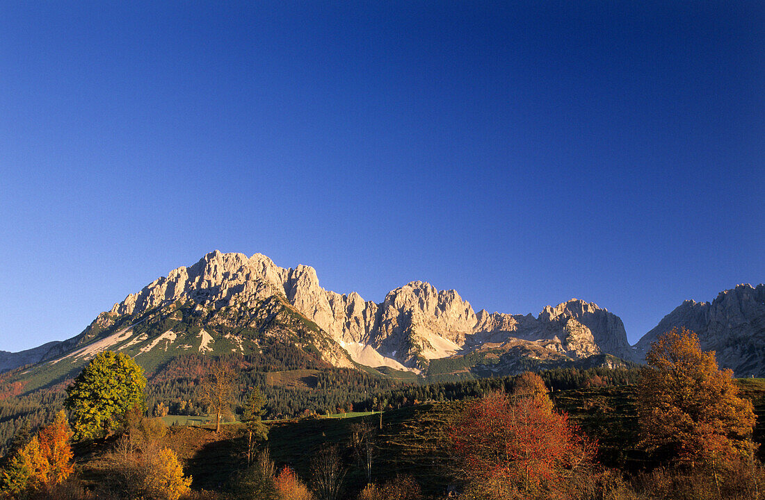 herbstlich verfärbte Bäume mit Wildem Kaiser, Kaisergebirge, Ellmau, Tirol, Österreich