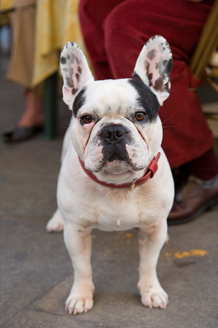 Dog on the Piazza, Venice, Veneto, Italy