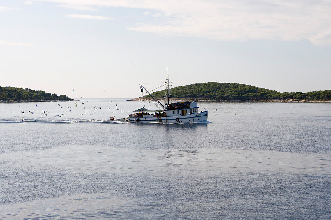 Seagulls following fishing boat, Hvar, Split-Dalmatia, Croatia