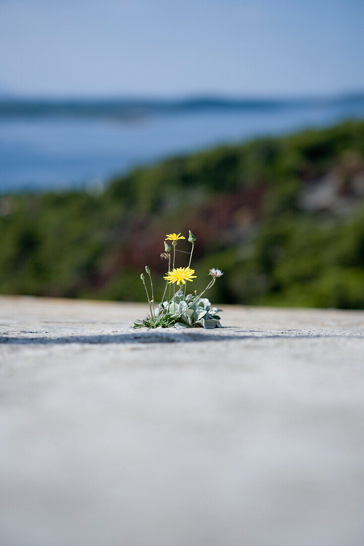 Wallflower on a wall at Spanjola Fortress, Hvar, Split-Dalmatia, Croatia