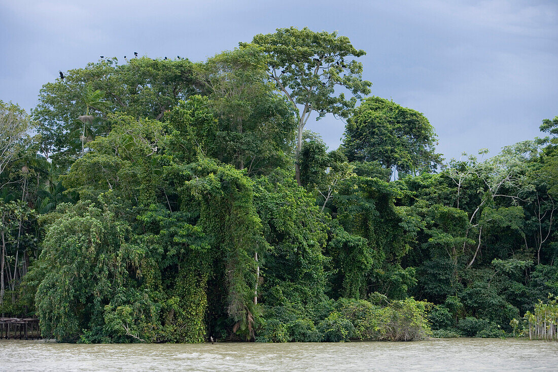 Amazon River and Tropical Rainforest, Combo Island, near Belem, Para, Brazil, South America
