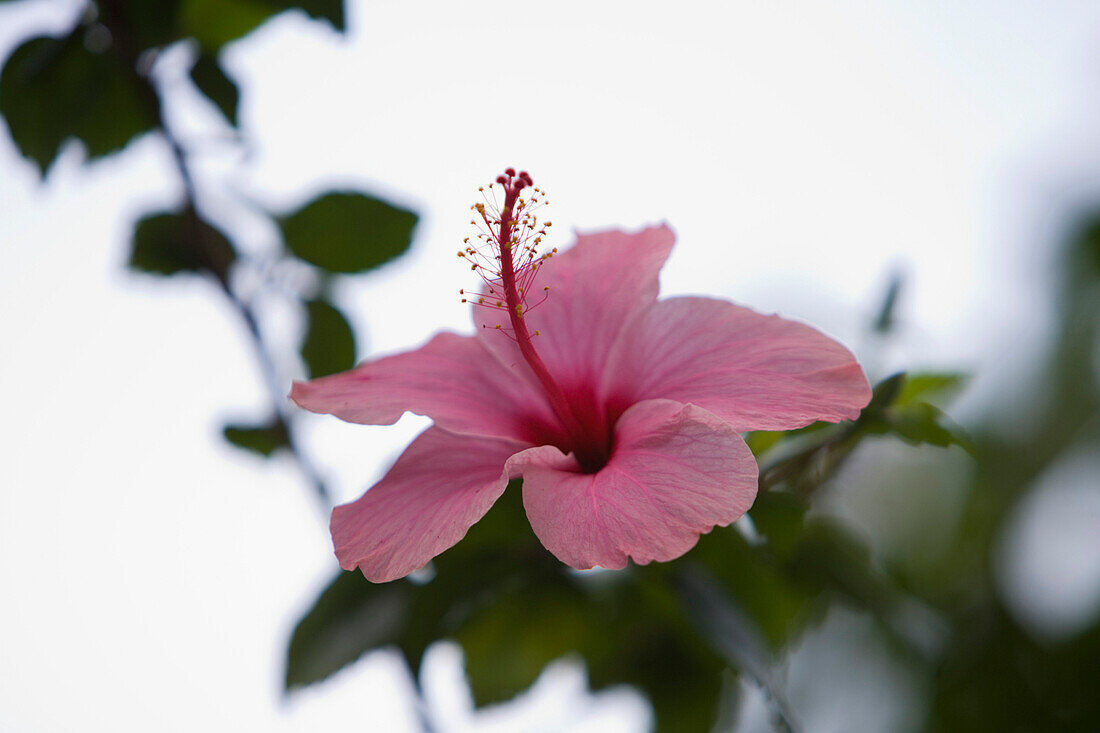 Close up of a pink Hibiscus flower in the rainforest, Combo Island, near Belem, Para, Brazil, South America