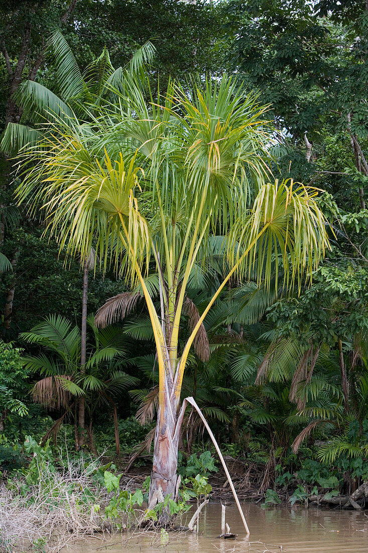 Tropischer Regenwald auf Seitenarm vom Amazonas, Rio do Cajari, Para, Brasilien, Südamerika