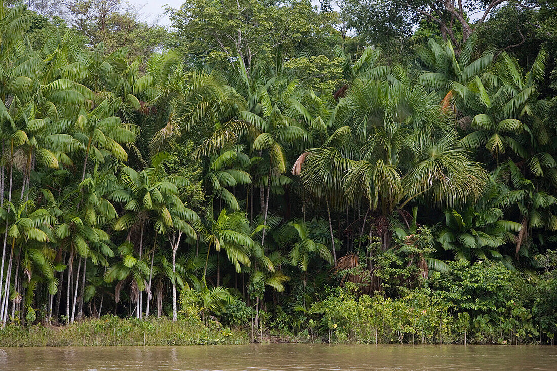 Tropischer Regenwald auf Seitenarm vom Amazonas, Rio do Cajari, Para, Brasilien, Südamerika